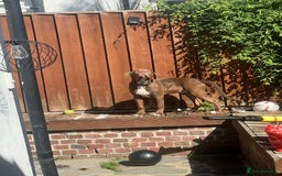 Mixed Breed dogs for sale: American bulldog & Cane Corso - Image 3