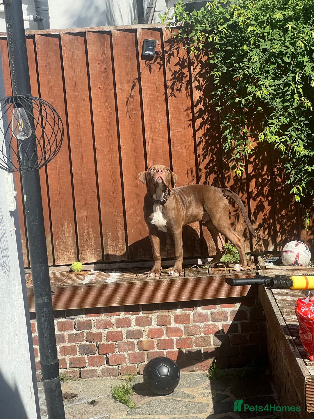 Mixed Breed dogs for sale: American bulldog & Cane Corso - Image 3