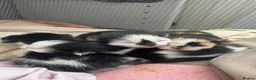 Mixed Breed cats for sale: Three Gorgeous Black & White Boys in Great Yarmouth - Advert 8