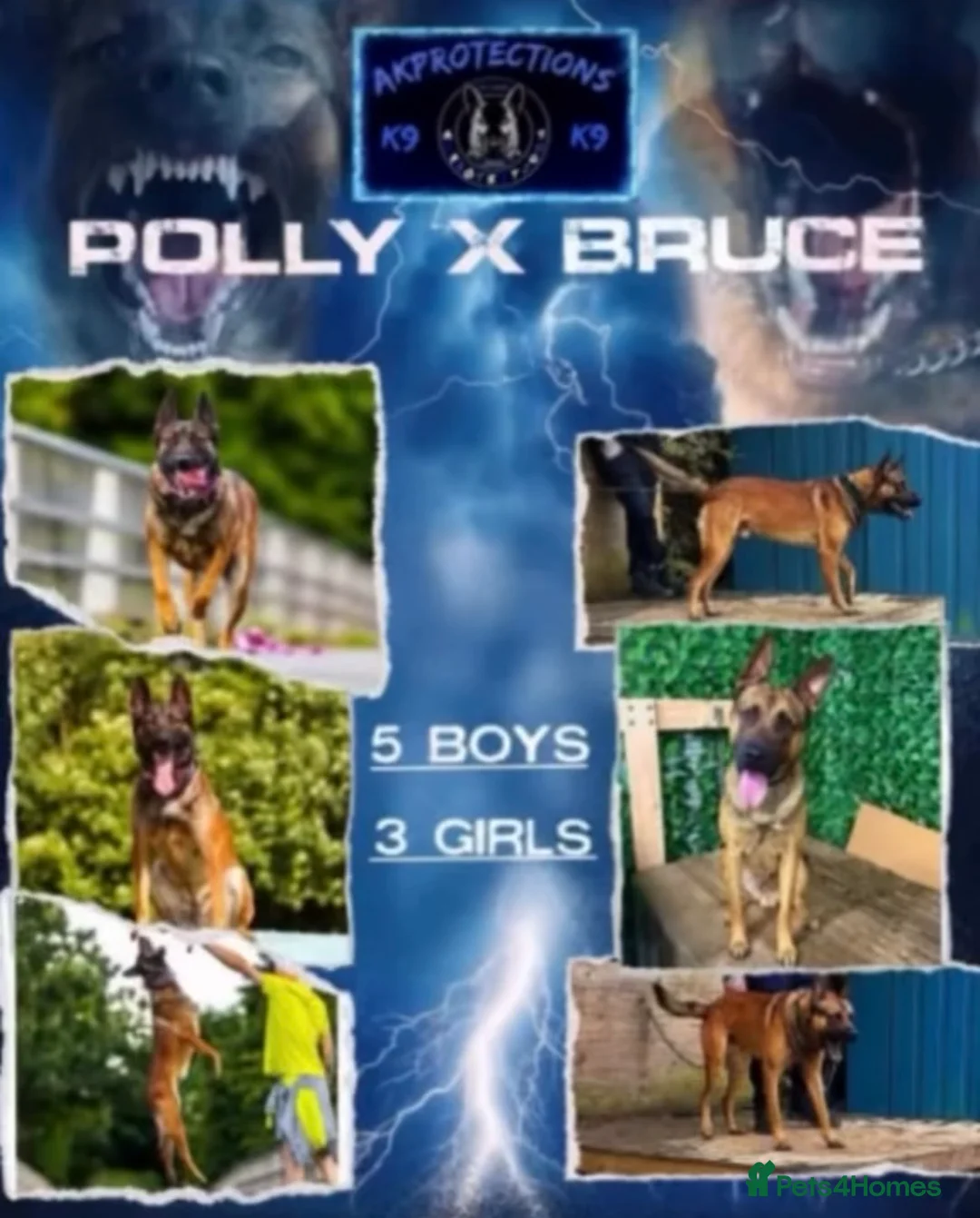 Belgian Shepherd Dog dogs for sale: 💥💥 Last 2 Belgium Malinois 💥💥 in Liverpool - Advert 1