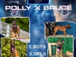 Belgian Shepherd Dog dogs 💥💥 Last 2 Belgium Malinois 💥💥 - Advert 6
