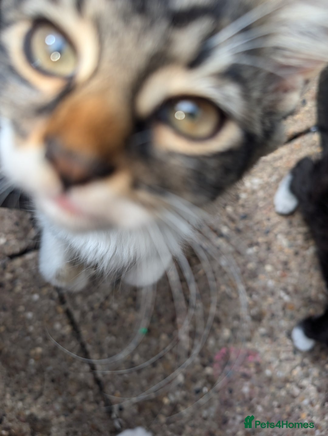 Persian cats for sale: Kitten for adoption free  - Image 7