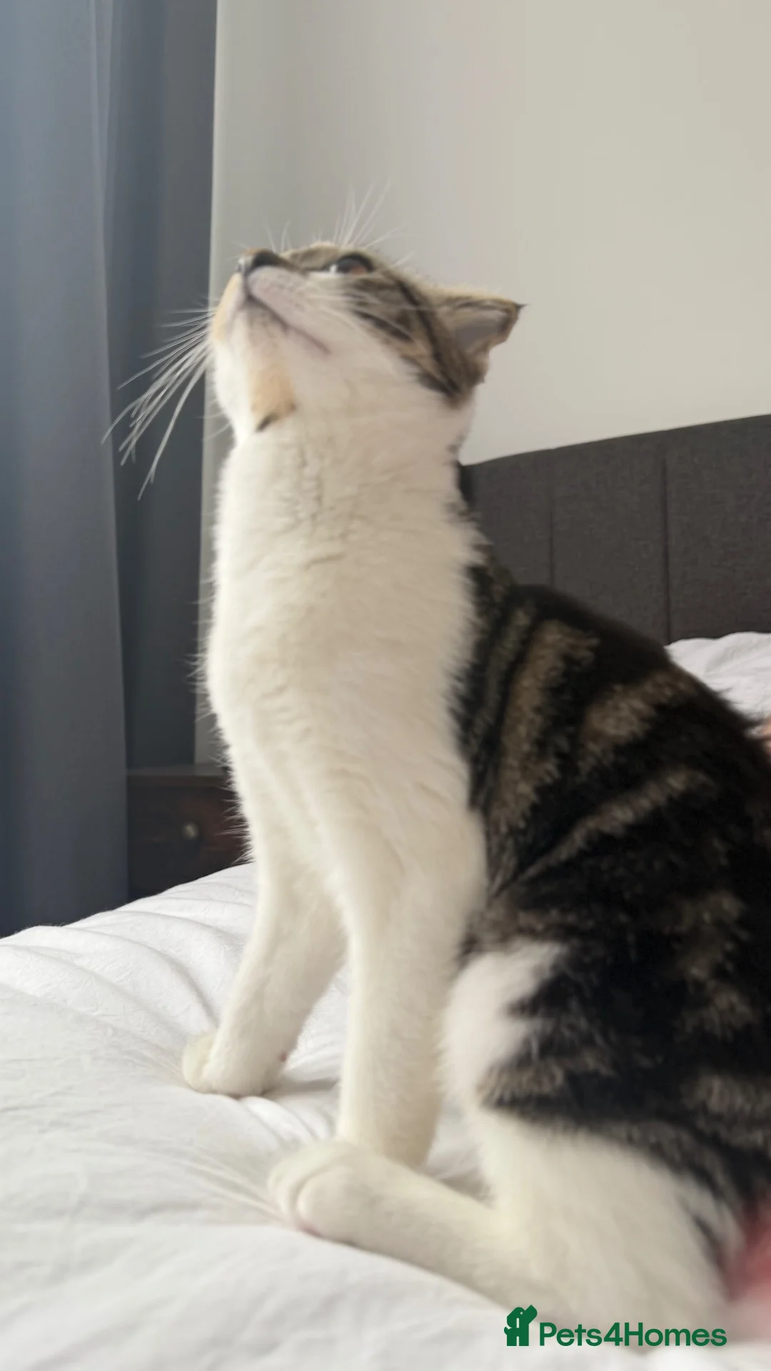 Scottish Fold cats for sale: Scottish fold short hair kitten in Northampton - Advert 5