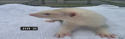 Ferret rodents for sale: Silver Ferret Kits Ready To Leave - Advert 10