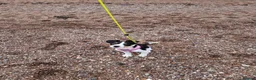 Sprollie dogs for sale: Luna the sprollie  - Advert 7