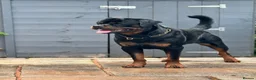 Rottweiler dogs for sale: Two Rottweiler puppies left to reserve!  - Advert 17