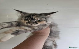 Maine Coon cats for sale: April - Image 2