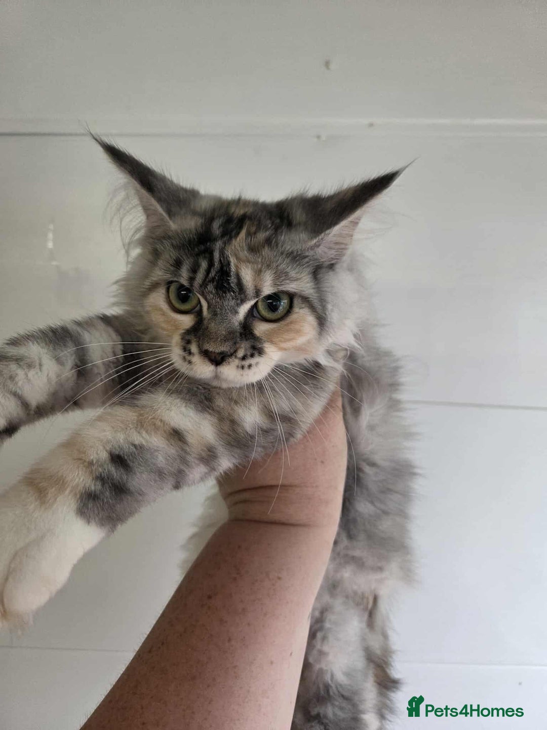 Maine Coon cats for sale: April - Image 2