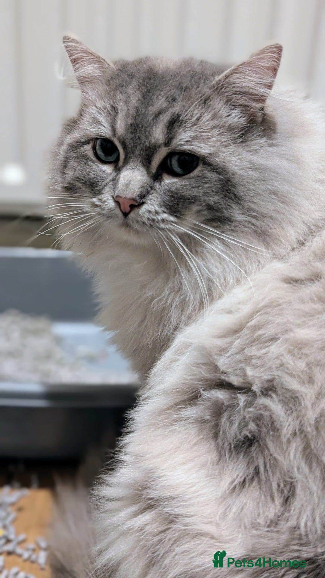 Ragdoll cats for stud: King Baloo 👑  - Advert 5