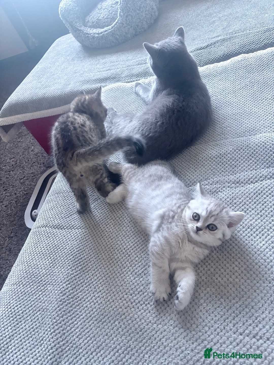 British Shorthair cats for sale: British Shorthair Tabby Female-Champion Heritage🐾 - Advert 1