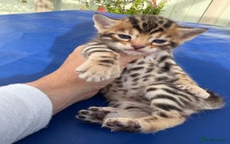 Keetso cats for sale: Stunning golden keetsos  - Image 9