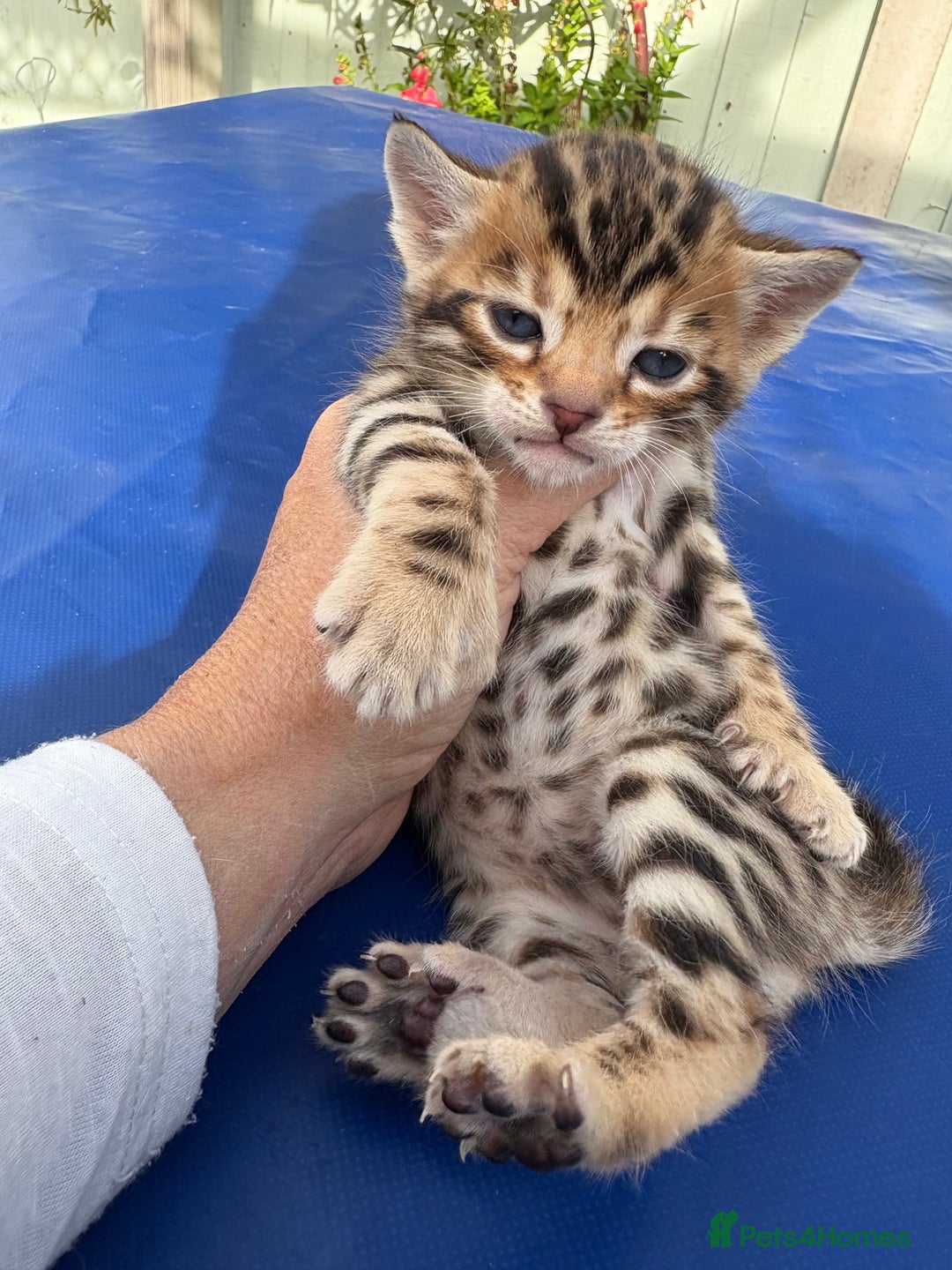 Keetso cats for sale: Stunning golden keetsos  - Image 9