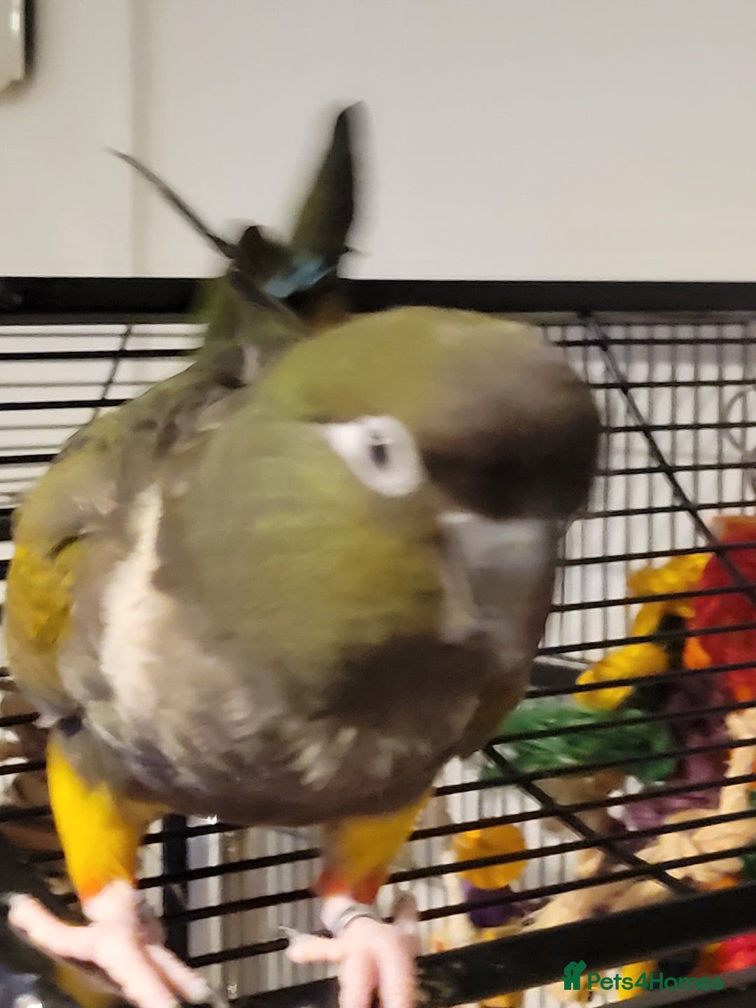 Conures birds for sale: Peekaboo - Advert 1