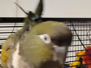 Conures birds Peekaboo - Advert 1