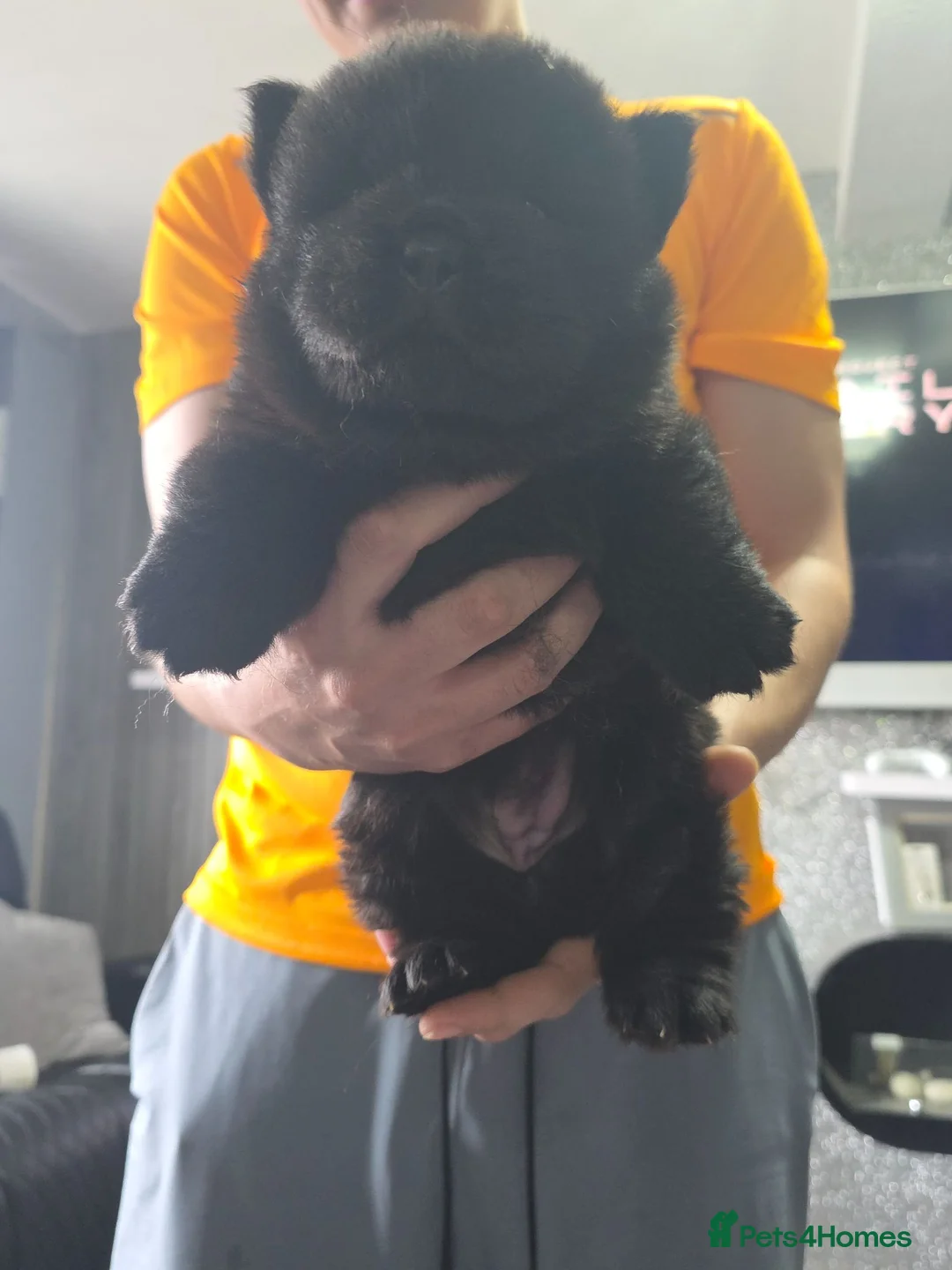 Chow Chow dogs for sale: Only 3 avalable 40 generation Chow chow puppys in Motherwell - Advert 7