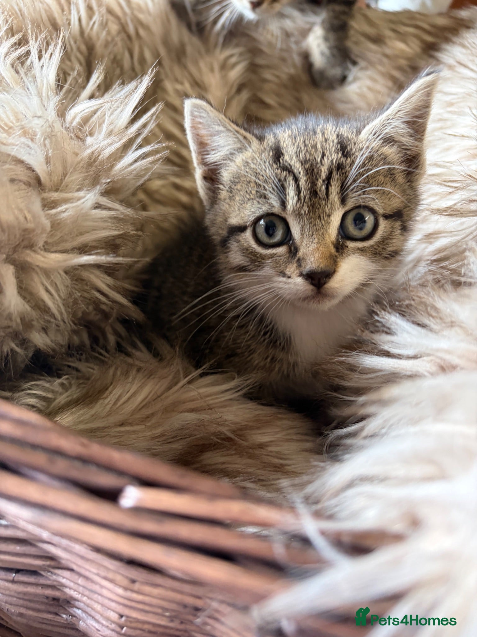 Mixed Breed cats Beautiful tabby and ghost tabby kittens  - Advert 5