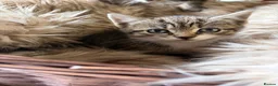 Mixed Breed cats for sale: Beautiful tabby and ghost tabby kittens  - Advert 1