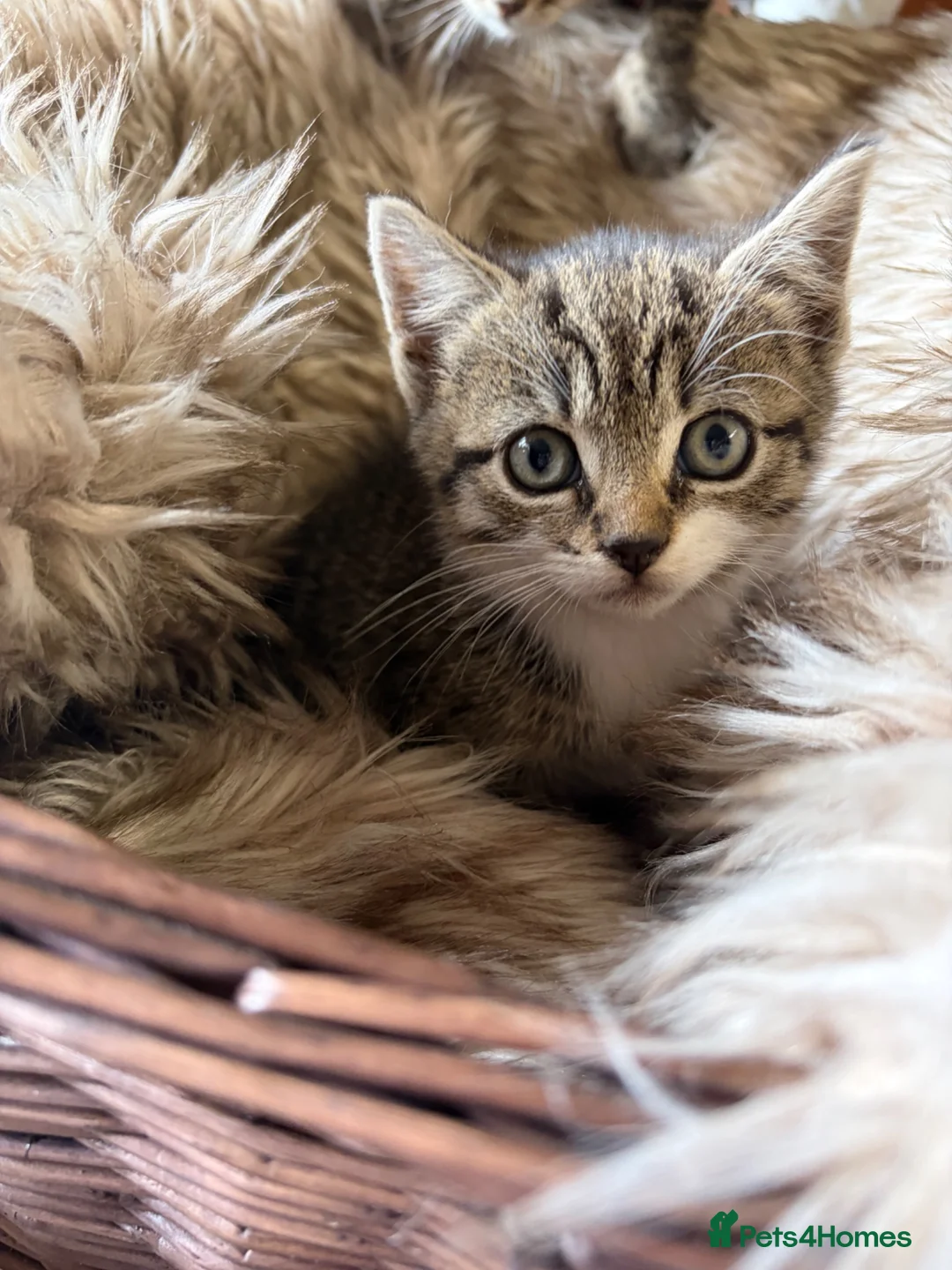 Mixed Breed cats for sale: Beautiful tabby and ghost tabby kittens  - Advert 1