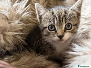 Mixed Breed cats Beautiful tabby and ghost tabby kittens - Advert 1