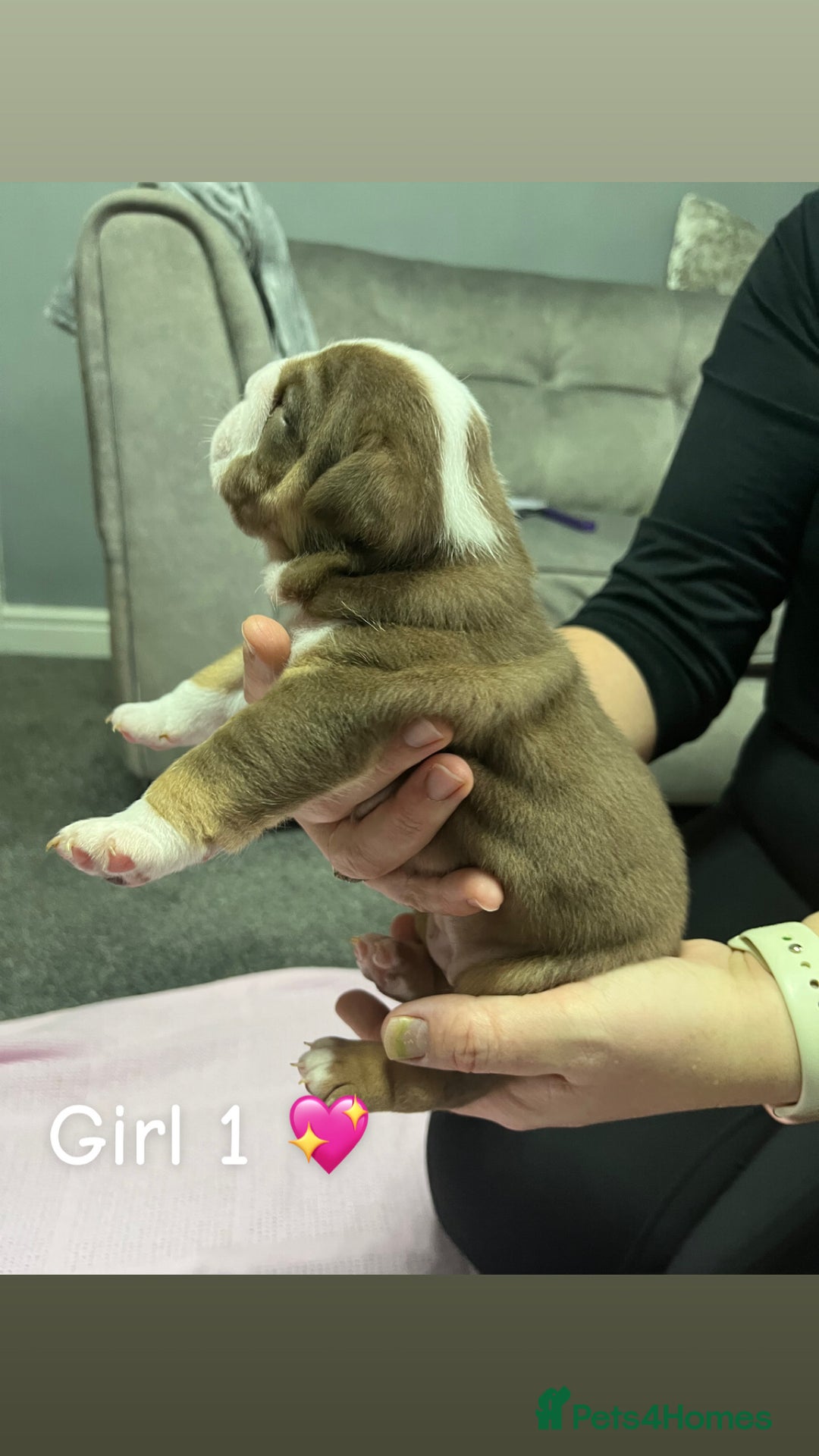 English Bulldog dogs for sale: 🐶 KC Registered English Bulldog Puppies 🐶 - Image 18