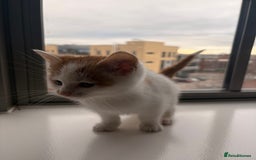 Mixed Breed cats for sale: Beautiful Mixed Kittens - Advert 1