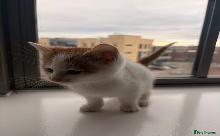 Mixed Breed cats Beautiful Mixed Kittens - Advert 4