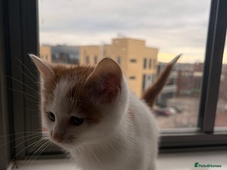 Mixed Breed cats Beautiful Mixed Kittens - Advert 2