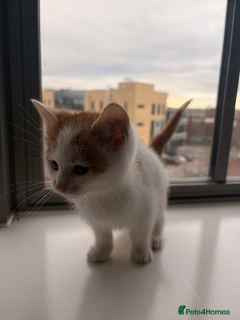 Mixed Breed cats Beautiful Mixed Kittens - Advert 2