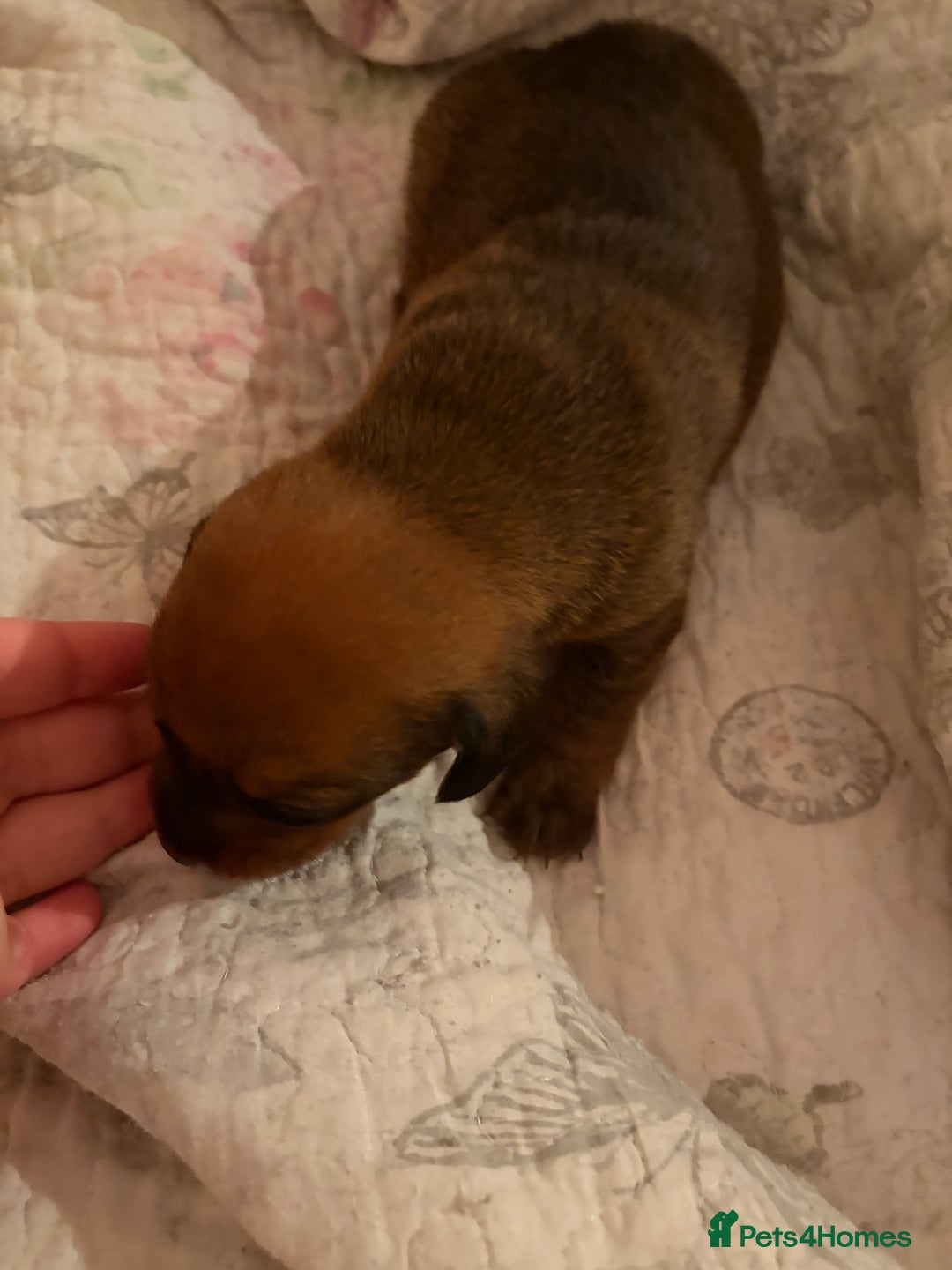 Dachshund dogs for sale: 4 beautiful dachund puppys  - Advert 5