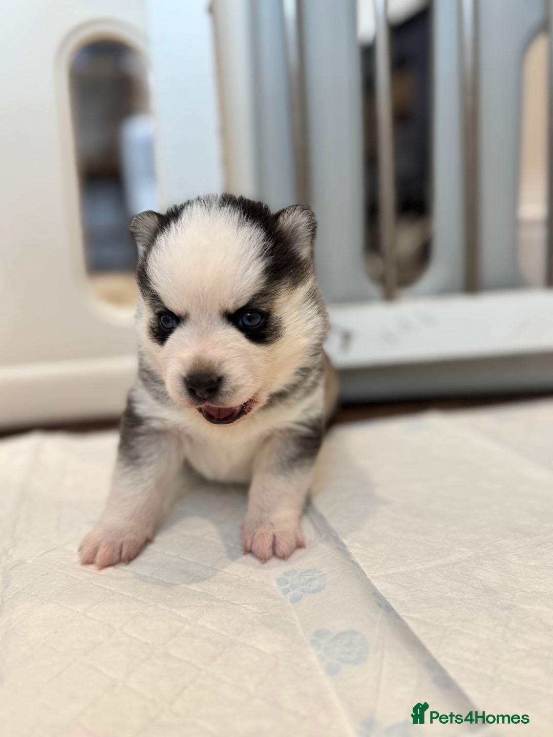 Pomsky dogs for sale: Lilac sired F2 masked Pomsky blue eyes  - Image 33