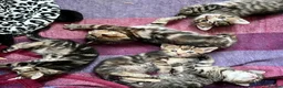 Bengal cats for sale: Glitter Bengal X With Famous References! - Advert 10