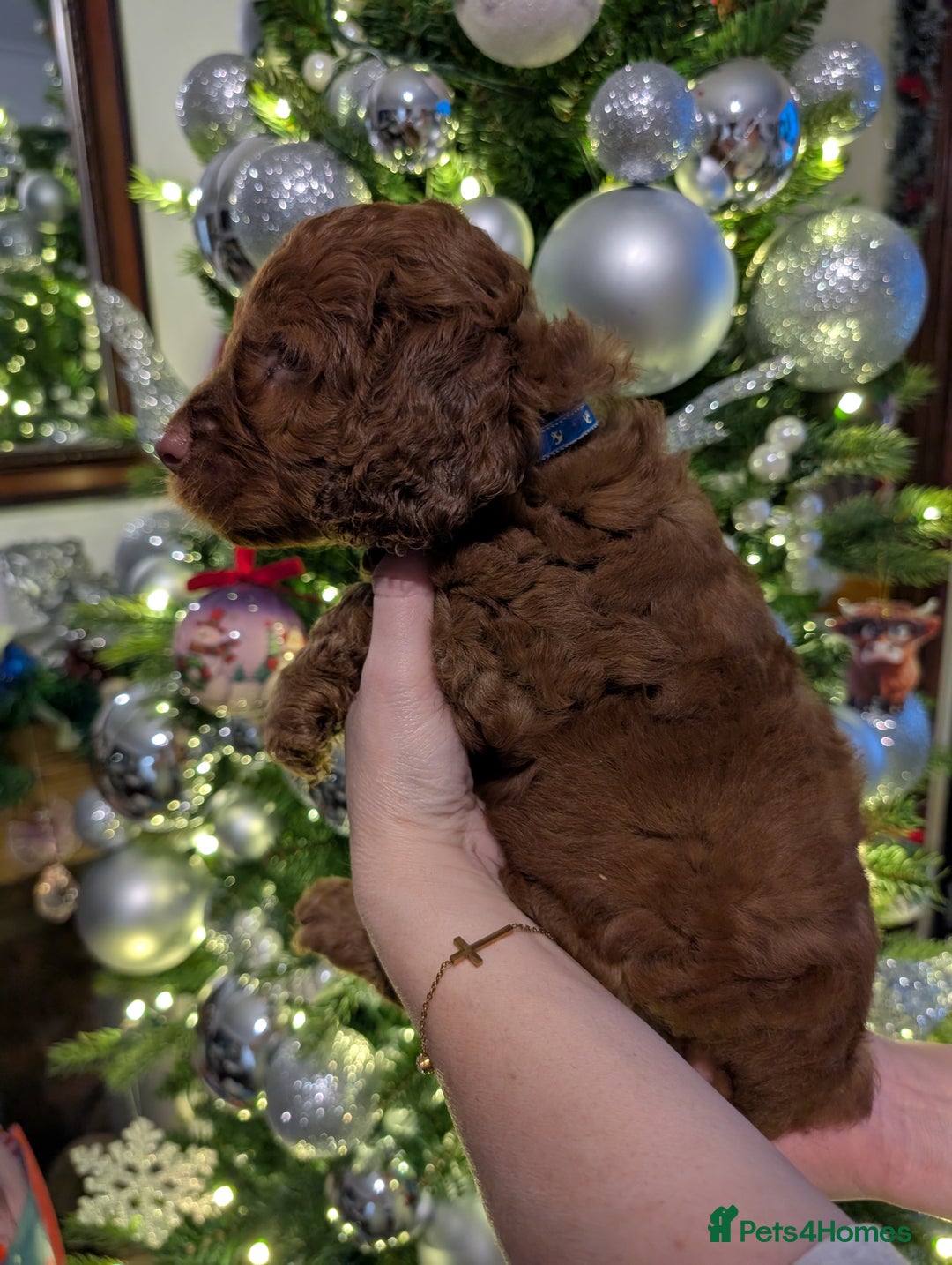 Cockapoo dogs for sale: Stunning F1 Show Toy Red Cockapoo puppies DNA ✔️ - Advert 4