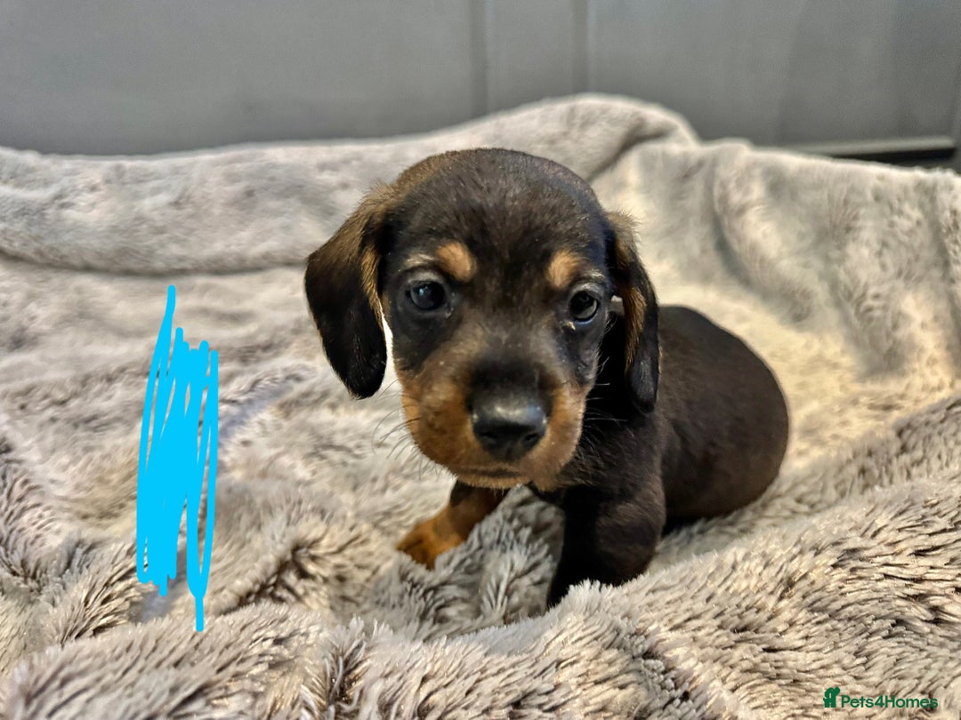 Dachshund dogs for sale: wirehaired dachshunds (teckels) - Image 4