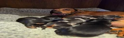 Miniature Dachshund dogs for sale: MINIATURE DACHSHUNDS TO FIND THEIR FOREVER HOME 🏡 - Advert 32