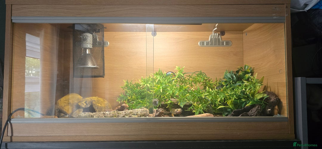 Leopard Gecko reptiles for sale: Lucy the leopard gecko - Image 4