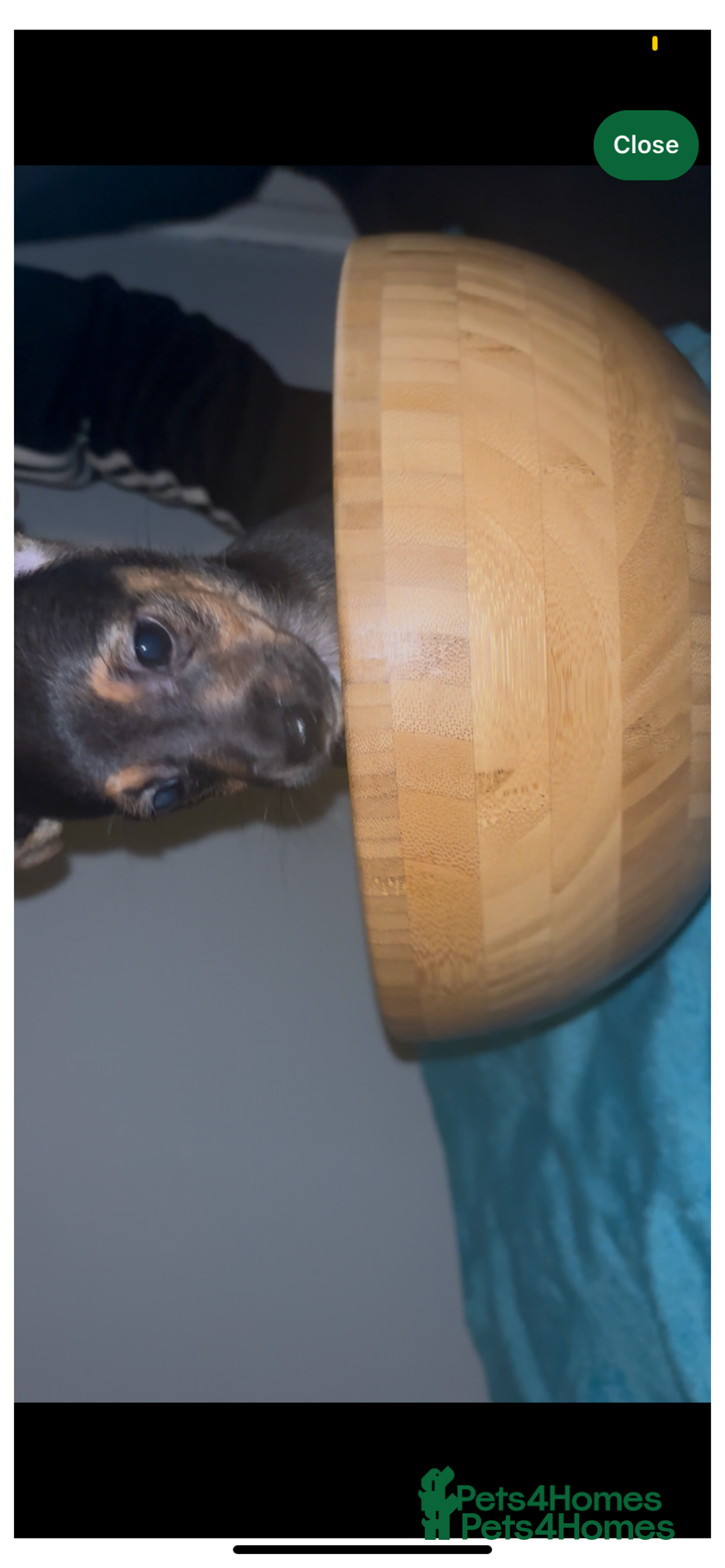 Jack Russell dogs for sale: Jack Russel puppies  - Advert 4