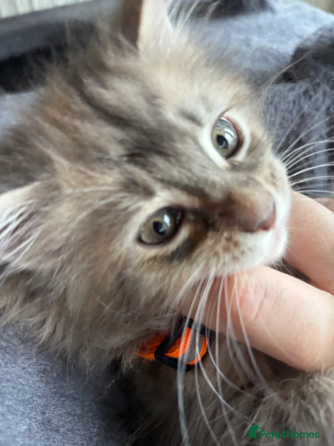 Maine Coon cats for sale: Maine coon kittens  - Advert 10