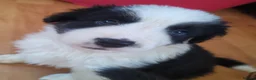 Mixed Breed dogs for sale: Beautiful Bordernese  - Advert 17