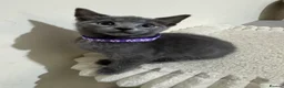 Russian Blue cats for sale: Russian Blue kittens - Advert 18