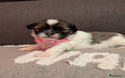 Lhasa Apso dogs for sale: 4 gorgeous Lhasa apso puppies  - Image 21