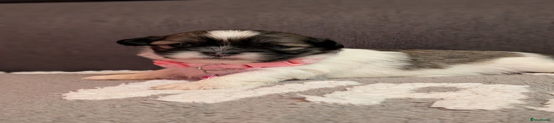 Lhasa Apso Puppy pink 🩷