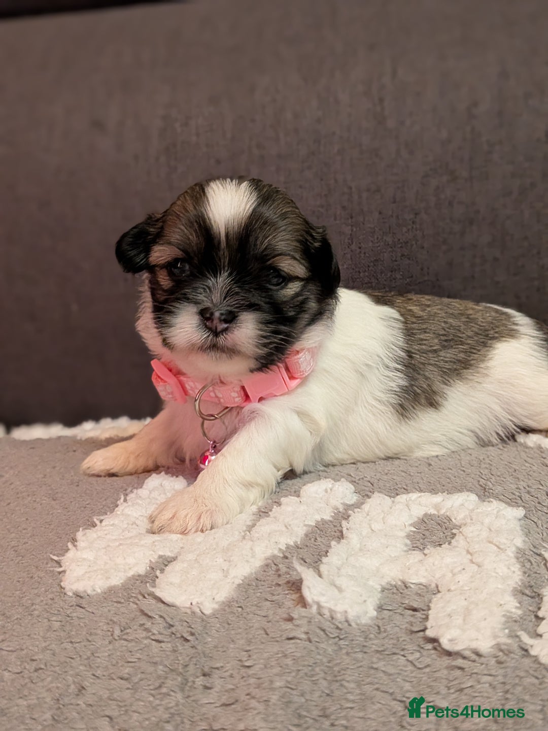 Lhasa Apso dogs for sale: 4 gorgeous Lhasa apso puppies  - Image 21