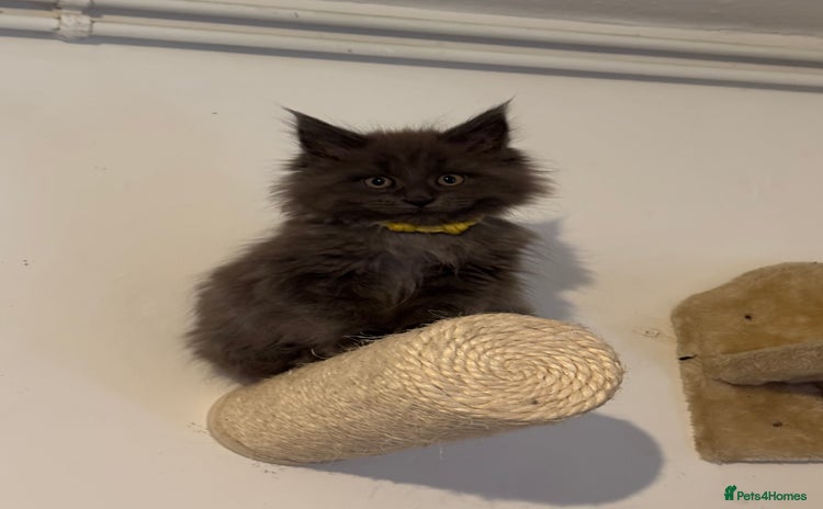 Maine Coon cats - Advert 2