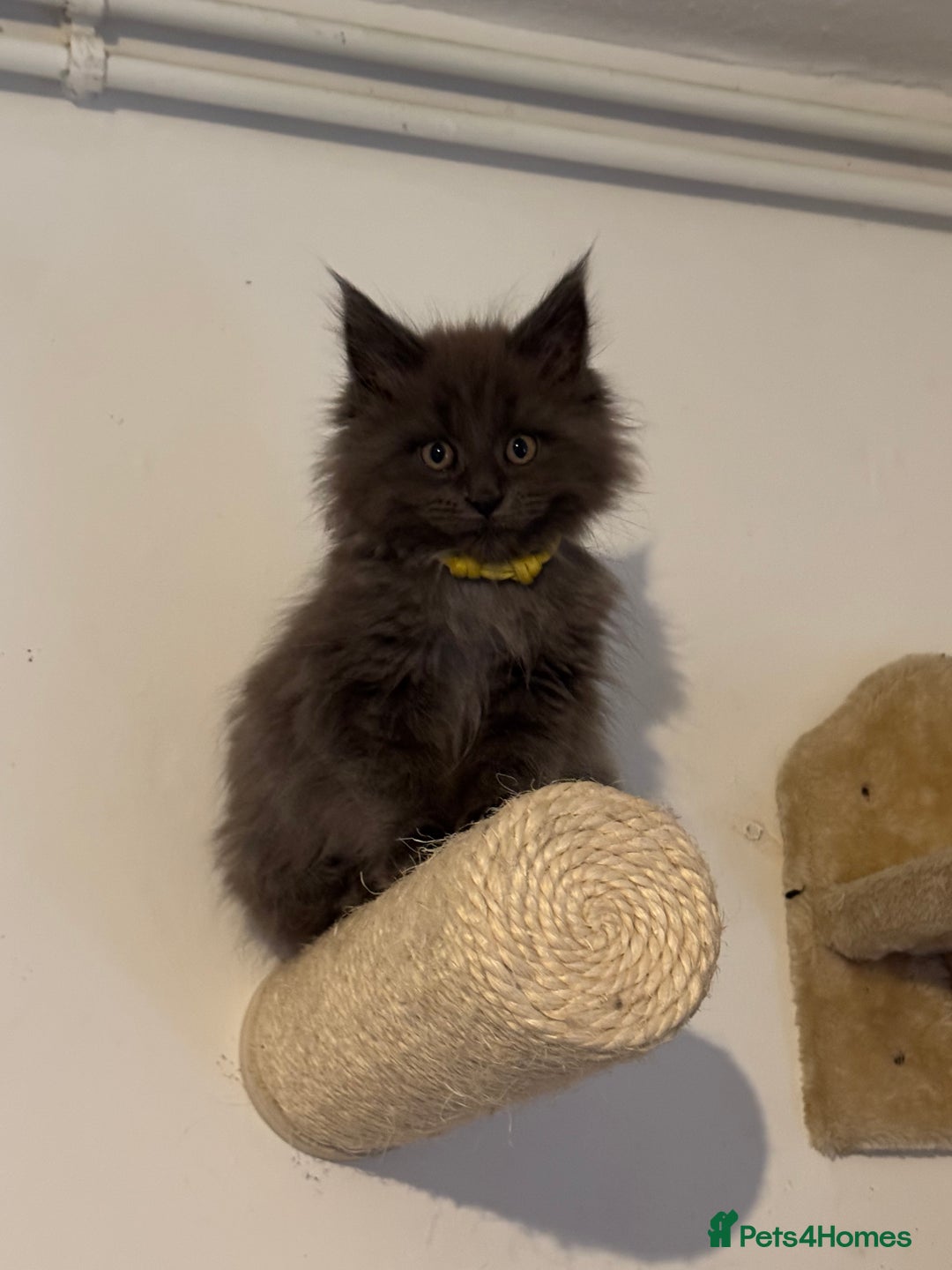 Maine Coon cats for sale: READY NOW - TICA Blue Smoke Maine Coon - Image 2