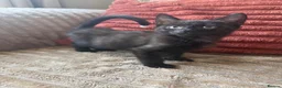 Mixed Breed cats for sale: 11 week old mixed litter of gorgeous black kittens in Luton - Advert 6