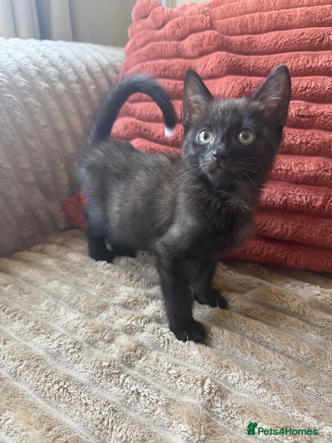 Mixed Breed cats for sale: 11 week old mixed litter of gorgeous black kittens in Luton - Advert 6
