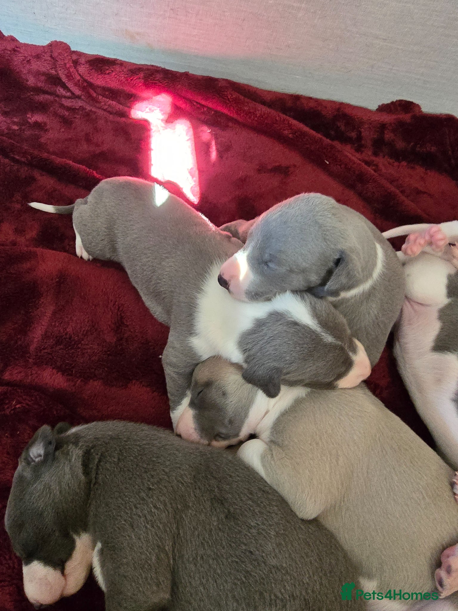 Whippet dogs Kc registered whippets.....2 boys left  - Advert 2