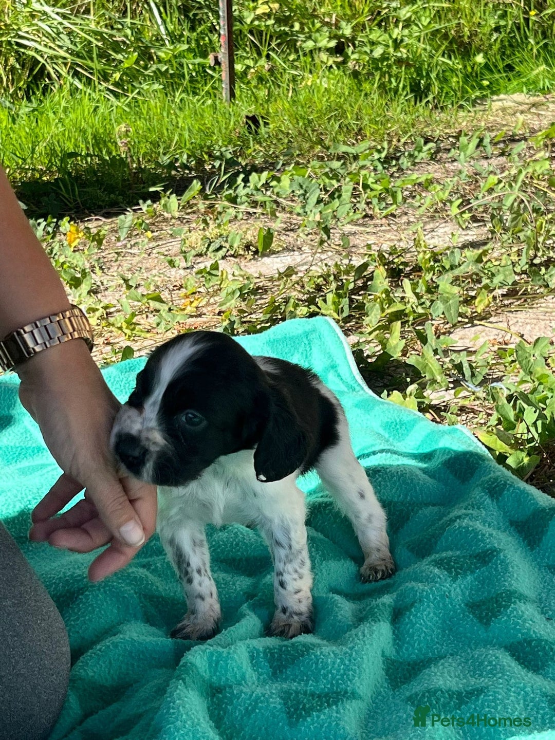 English Setter dogs for adoption: Setter x pups  - Image 20