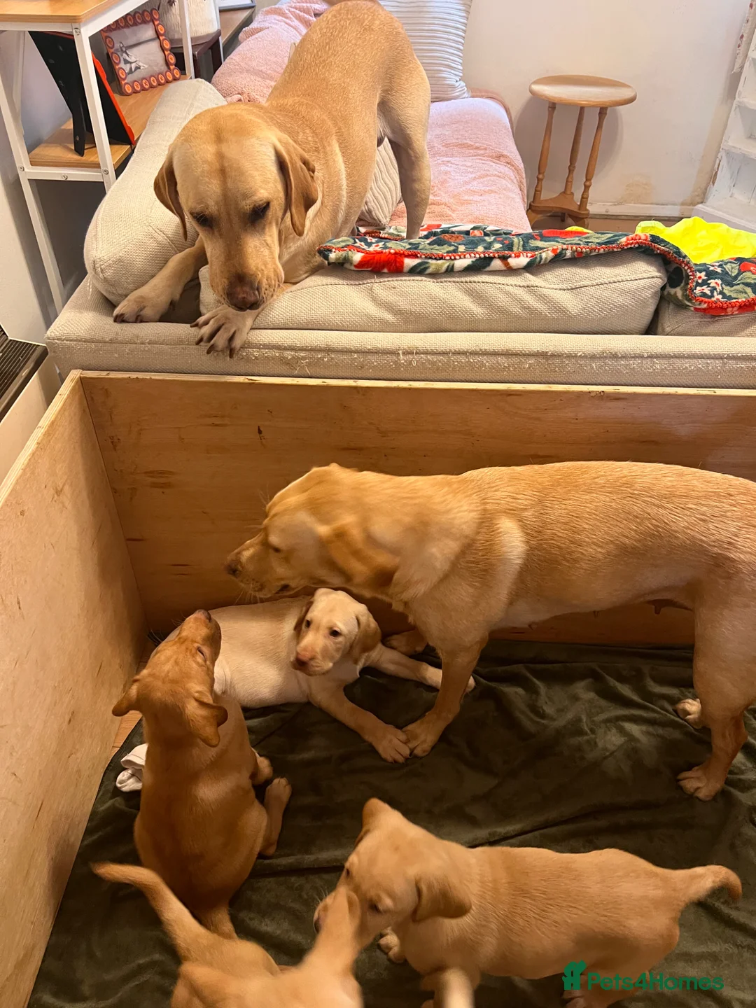 Labrador Retriever dogs for sale: Beautiful Labradors puppy’s looking for a new home in London - Advert 2
