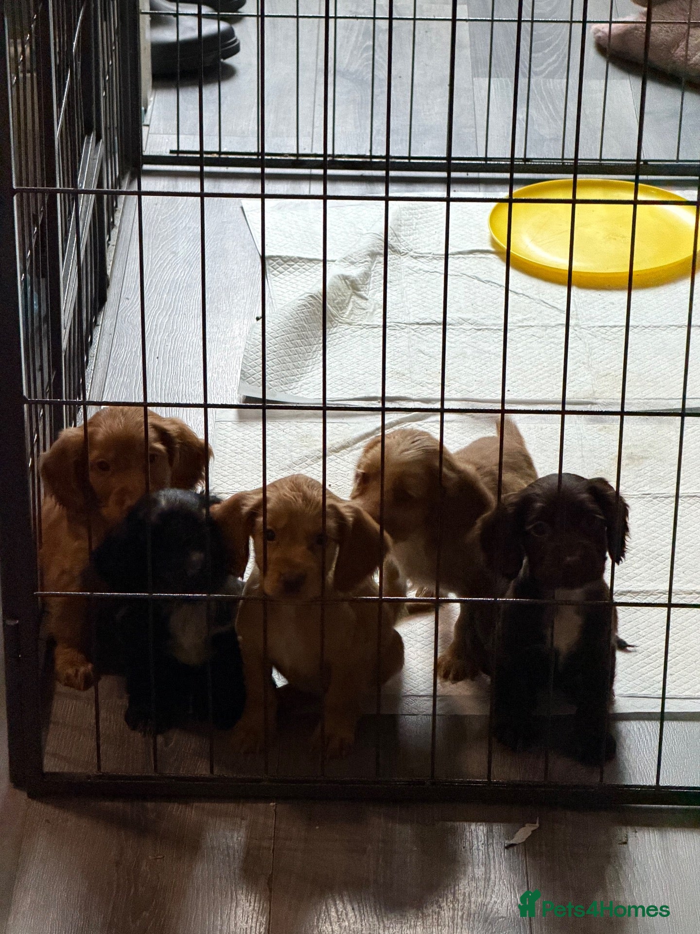 Cocker Spaniel dogs Working cocker spaniel puppies  - Advert 8